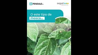 PENDULO WP  INSECTICIDA AGRÍCOLA [upl. by Allerim]