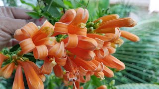 418How to grow and care flame vine [upl. by Bertolde980]