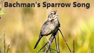 Bachmans Sparrow Song  Mini Documentary [upl. by Grunberg]