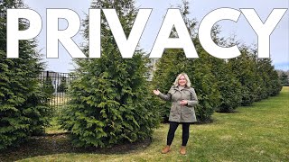 Top 2 Privacy Screen Trees Grow A Living Fence Green Giant vs Emerald Green Arborvitae Comparison [upl. by Aiekam]