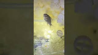 cichlid peacock aquarium kingofdiy [upl. by Schellens575]