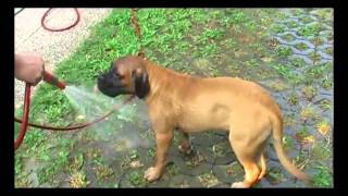 bullmastiff 4 month [upl. by Tengler]