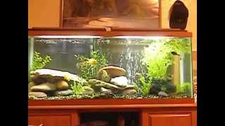 55 gallon cichlid aquarium [upl. by Giraldo]