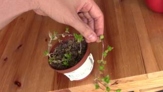 Sceletium tortuosum Plant Update  May 2017 [upl. by Sumer]