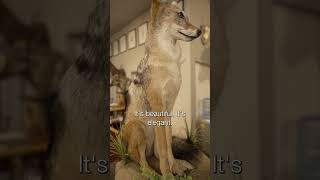 Jackal Full Mount  SIT Species  Splitting Image Taxidermy [upl. by Reinhold]