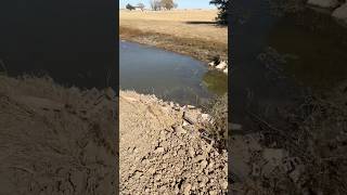 Transforming A Mud Puddle Into A Fishing Oasis FishingPond pondbuilding pondfishing [upl. by Tavie]