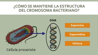 Genética Bacteriana [upl. by Roseanne]