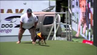 Diving Dog 2nd Place  Incredible Dog Challenge 2015 Boston MA [upl. by Attenyl829]