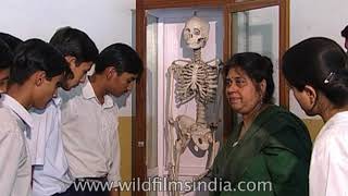 Indian students study human skeleton in school laboratory  femur tibia tarsal and phalanges [upl. by Akcemat849]