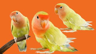 Yellow Birds Video  Kurullo  The Birds  Birds BirdVideos YellowBirds [upl. by Cormick410]