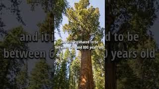 The tallest Tree in the World shorts [upl. by Noelyn]