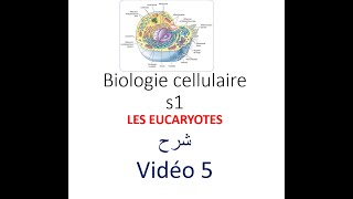 biologie cellulaire s1 vidéo 05  les eucaryotes شرح [upl. by Adar]