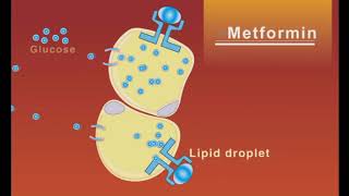 Metformin animation [upl. by Ennairrac]