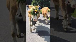 Gstaad Züglete 2024  Alp Horneggli  gstaad switzarland tradition cowparade cow alps suisse [upl. by Royden]