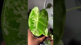 This is love  Frydek Variegated plants houseplants alocasia [upl. by Hanaj]