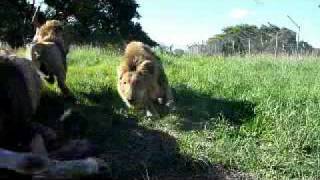 201001 Antelope Park  Zimbabwe  Lion Feedmp4 [upl. by Karlene]