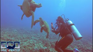 2024 Dominic Beltramo  Teen Scuba Travels  Honolulu Hawaii  Eco Dive Center  Oct 19 2024 [upl. by Lacy]