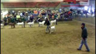 Muskogee County Livestock Show Day 1 [upl. by Ehcar]