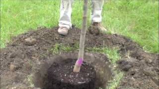 How to plant a potted tree [upl. by Peonir]