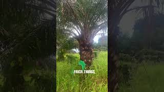 Palm Nut Tree Mention 1 thing you get from it GhanaSunyani farming shorts [upl. by Llerdna]