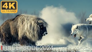 ARCTIC PREDATOR  The Unsung Heroes of the Arctic  Nature Animal Documentary [upl. by Gabie]