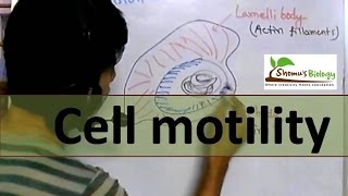 Cell motility [upl. by Filmer498]