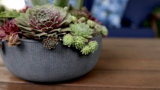 Hardy Succulent Arrangement 🌿 Garden Answer [upl. by Carlene]