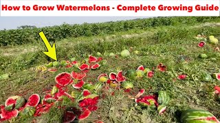 6 Watermelon Growing Mistakes To Avoid [upl. by Eisserc539]