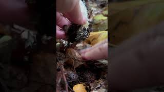 Schopftintling 🍴 Coprinus Comatus pilze fungi funghi mushroom natur wald outdoor [upl. by Nhoj]