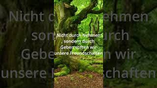 Zitate zum Nachdenken 52 ☘ [upl. by Lekim584]