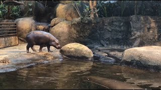 Aalborg Zoo  Dværgflodheste [upl. by Niddala36]