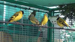 Magellán csíz Mozambiki csicsörke Carduelis magellanica Serinus mozambicus [upl. by Sucram584]