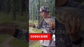 Mancing ikan kelabau mancing fishing mancingikan casting adamtv sungairokan [upl. by Hilaire]