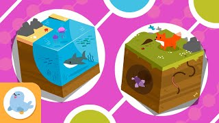 FOOD CHAINS for Kids 🌱⬅🐝⬅🐦⬅🐺 Definition and classification 🌼 Compilation [upl. by Aenat]