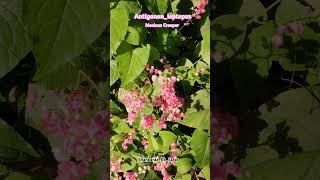 ॥ Antigonon ॥ 🌷 maxicancreeper flowers pink nature gardenlizard shortvideo shorts [upl. by Harday]