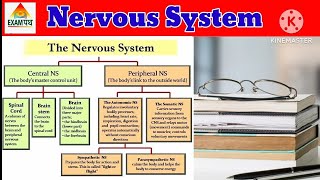 Nervous system in hindi ।। spinal cord ।। CNS amp PNS ।। nervoussystem study science [upl. by Esinned]