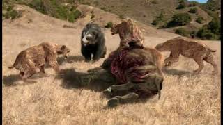 ShortFaced Bear vs Sabertooth Smilodon  Prehistoric Predators Episode 3 [upl. by Nancy430]