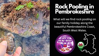 Rock Pooling on the Pembrokeshire Coast [upl. by Ames374]