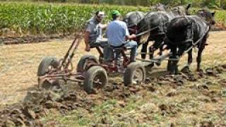 Horses Plowing [upl. by Nonnahsed]