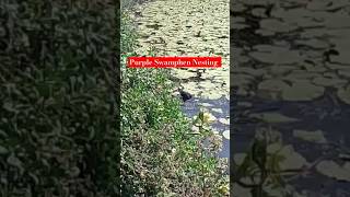 Purple Swamphen nesting🪹birds birdlovers nativebirds nature queenslandlife australia wildlife [upl. by Elaine]