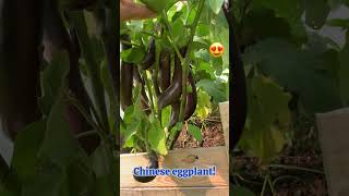 Harvesting Organic Chinese Eggplant In My Backyard Garden [upl. by Russi]