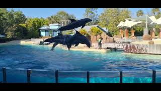 Dolphin Show at SeaWorld Orlando  4K POV 25th February 2023 [upl. by Nosnej516]