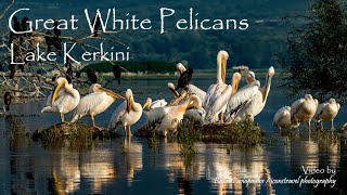 Great White Pelicans  Lake Kerkini [upl. by Baxy]