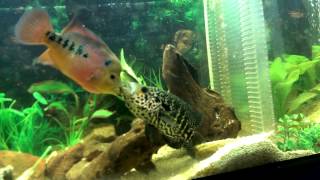 Jaguar Cichlid Vs Flowerhorn [upl. by Egag]