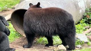 Bears at the Fortress in Sitka Alaska [upl. by Pritchett]