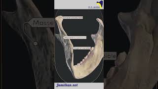 Anatomy of Lower Jaw Mandible dentist AnatomylowerJawMandibleDental [upl. by Ilojna]