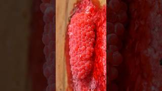 Crushed Snail Eggs  Apple Snail Eggs ASMR satisfying relaxing shorts asmr [upl. by Blunt]