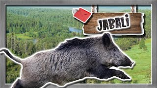 jabalí el invasor del viejo mundo  documental de animales salvajes [upl. by Knox]