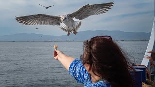 Plavba na ostrov Thassos v doprovodu racků [upl. by Ahsehyt493]