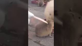 Pelican tries to eat capybara funny capybara cute [upl. by Herriott]